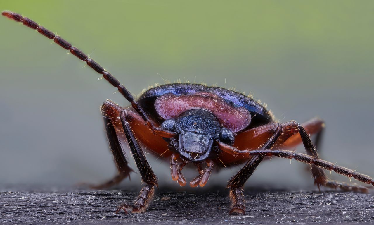 Carabidae - Lamprias fulvicollis